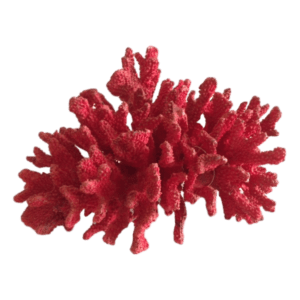 Red Coral