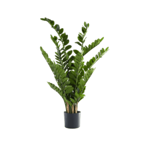 ZZ faux plant