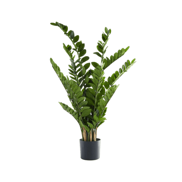 ZZ faux plant