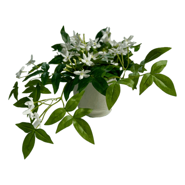 Potted Jasmine Plant