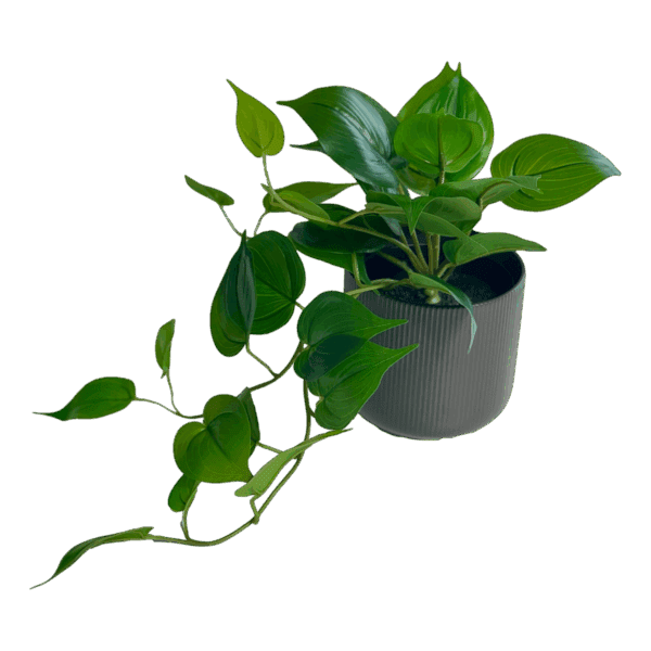 Potted Philodendron