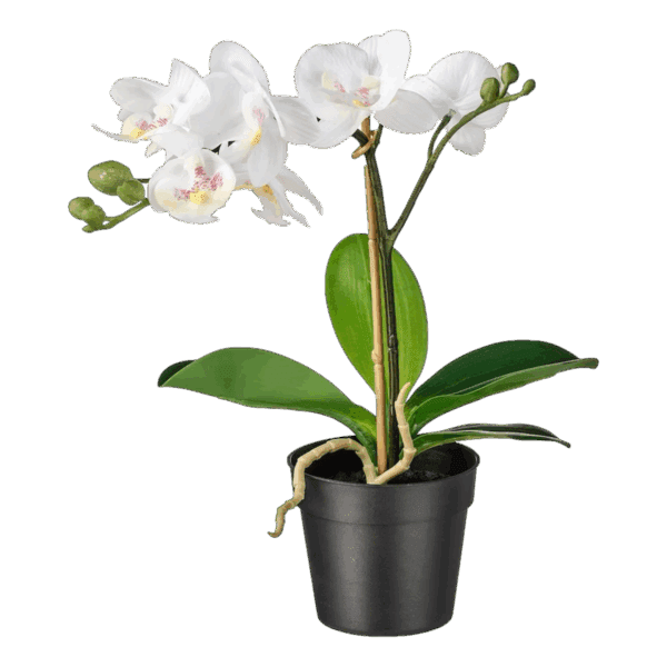 White Artificial Orchid 11"